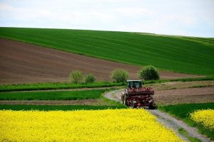 na zdjęciu widać pola i kwitnący rzepak, wiejską drogą jedzie kombajn